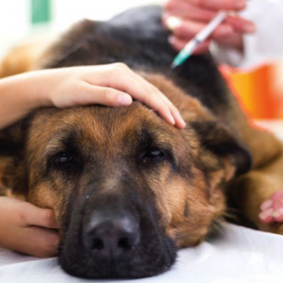 การฉีดวัคซีนที่จำเป็น (Vaccination)